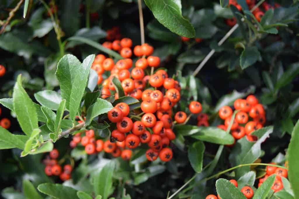 Pyracantha coccinea 'Red Cushion' ---